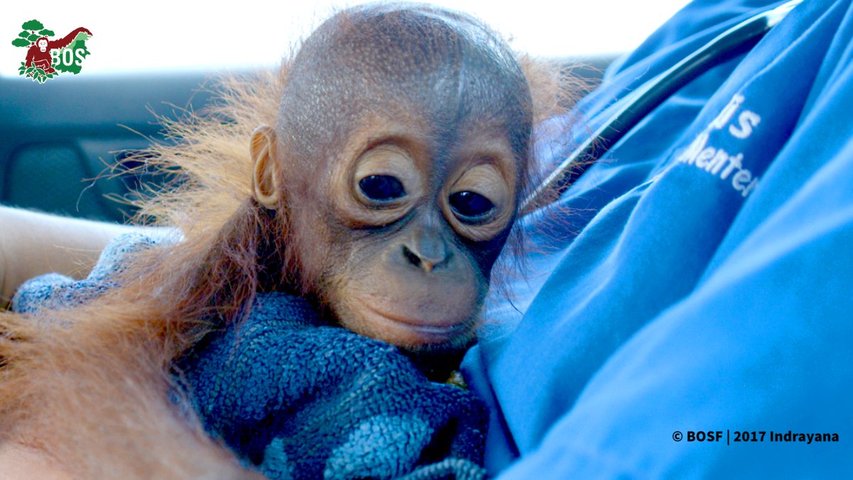 BorneoOSUK's tweet photo. Hope is everything &amp; Topan has that now that she’s with us
You can see how appropriate, expert care has changed her.
Get quarterly updates from #OrangutanJungleSchool with photos from £3pm
Follow Topan's journey! 👉 https://t.co/6qYCXZMG3N
#NotAPet #OrangutanFreedom https://t.co/fn5k7FOsoE
