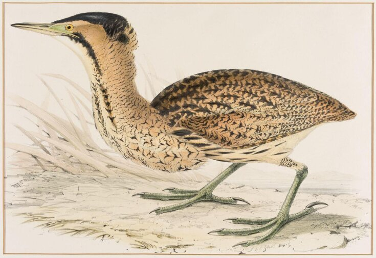 talloaksfrom's tweet photo. Listening to @martinBirdLife, @LinneanSociety talk 
'A case for #conservationoptimism', some bird recovery stories to cheer us up after #BlueMonday.  Thanks to hard work of #conservation organisations @rspb @BirdLife_News

#Vulture #Albatross #Bittern. 

#Keepcommonbirdscommon https://t.co/2mSoG9szZM