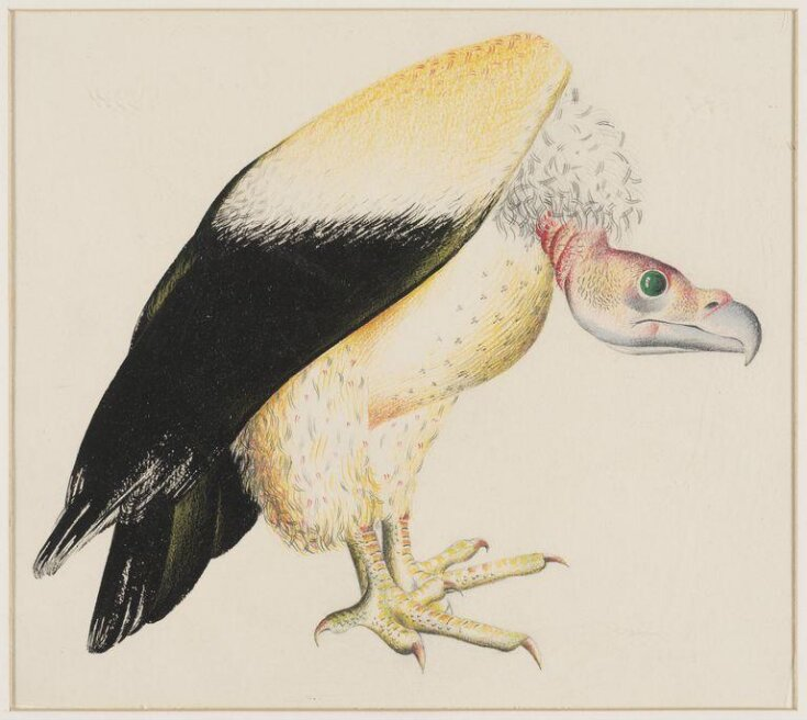 talloaksfrom's tweet photo. Listening to @martinBirdLife, @LinneanSociety talk 
'A case for #conservationoptimism', some bird recovery stories to cheer us up after #BlueMonday.  Thanks to hard work of #conservation organisations @rspb @BirdLife_News

#Vulture #Albatross #Bittern. 

#Keepcommonbirdscommon https://t.co/2mSoG9szZM