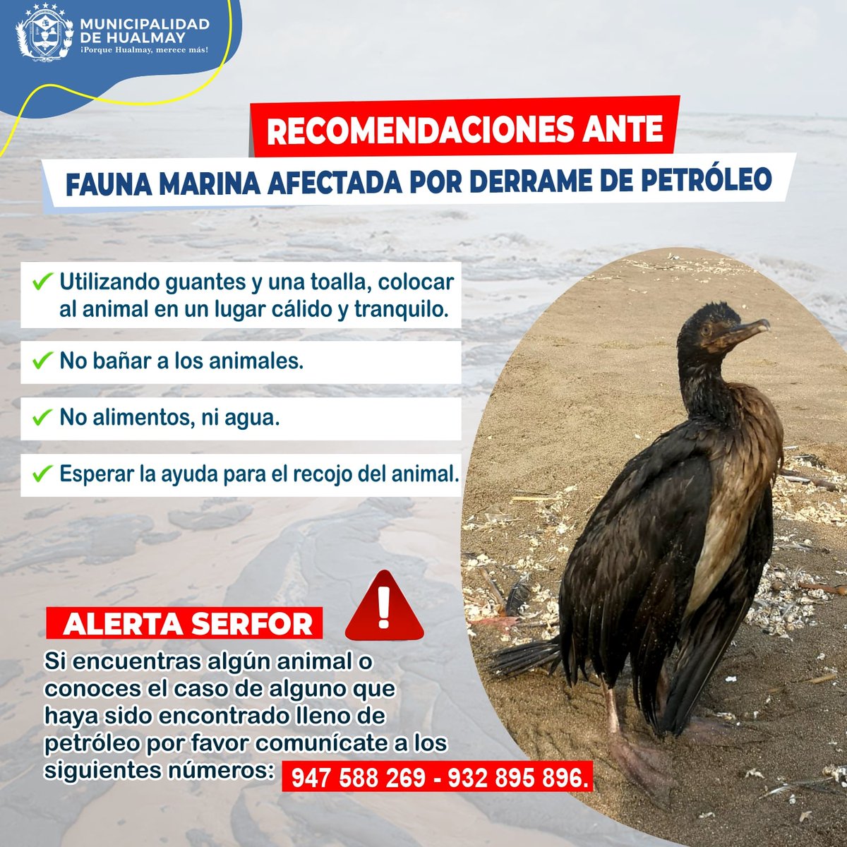 MuniHualmay's tweet photo. #AlertaSerfor si encuentras algún animal o conoces el caso de alguno que haya sido encontrado lleno de petróleo por favor comunícate a los siguientes números: 947 588 269 - 932 895 896. https://t.co/wiCzyHSXCO