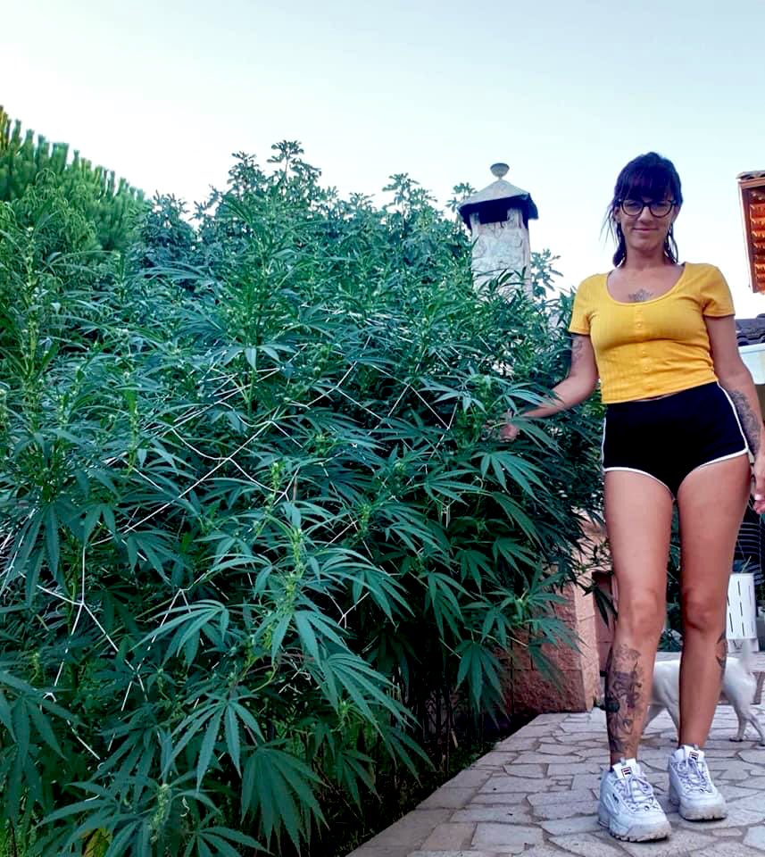 draweedoficial's tweet photo. Basta de presos por plantar ! 
.
Plantar en libertad, hacer valer mis derechos, consumir responsablemente lo que me brinda la naturaleza, recibir los beneficios !
.
Mi vida, TU PREJUICIO ! https://t.co/6Sqq72Ve7M