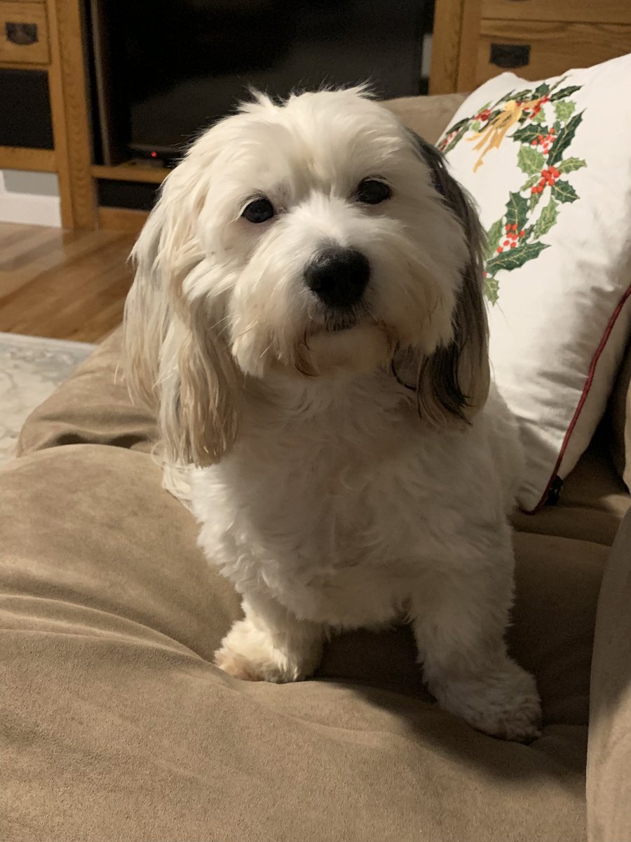 Now I love a good dog pic….but come on! (Pic of my girl, Moppy, attached for fun) today.com/food/restauran… <a href="/danielvankirk/">Daniel Van Kirk</a> #dumbpeopletown