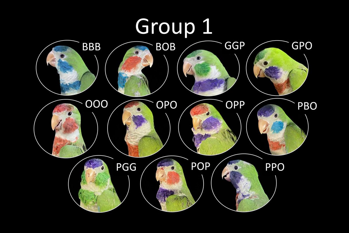 Claire O'Connell tweet media