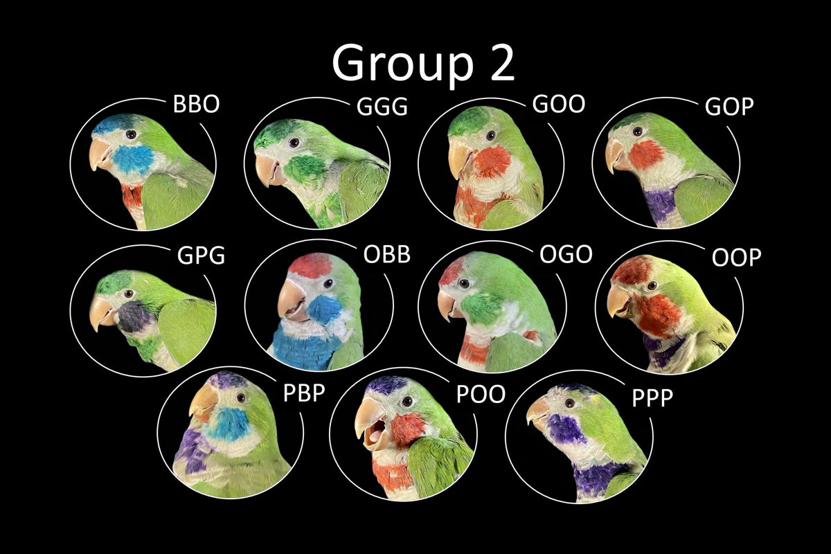 Claire O'Connell tweet media