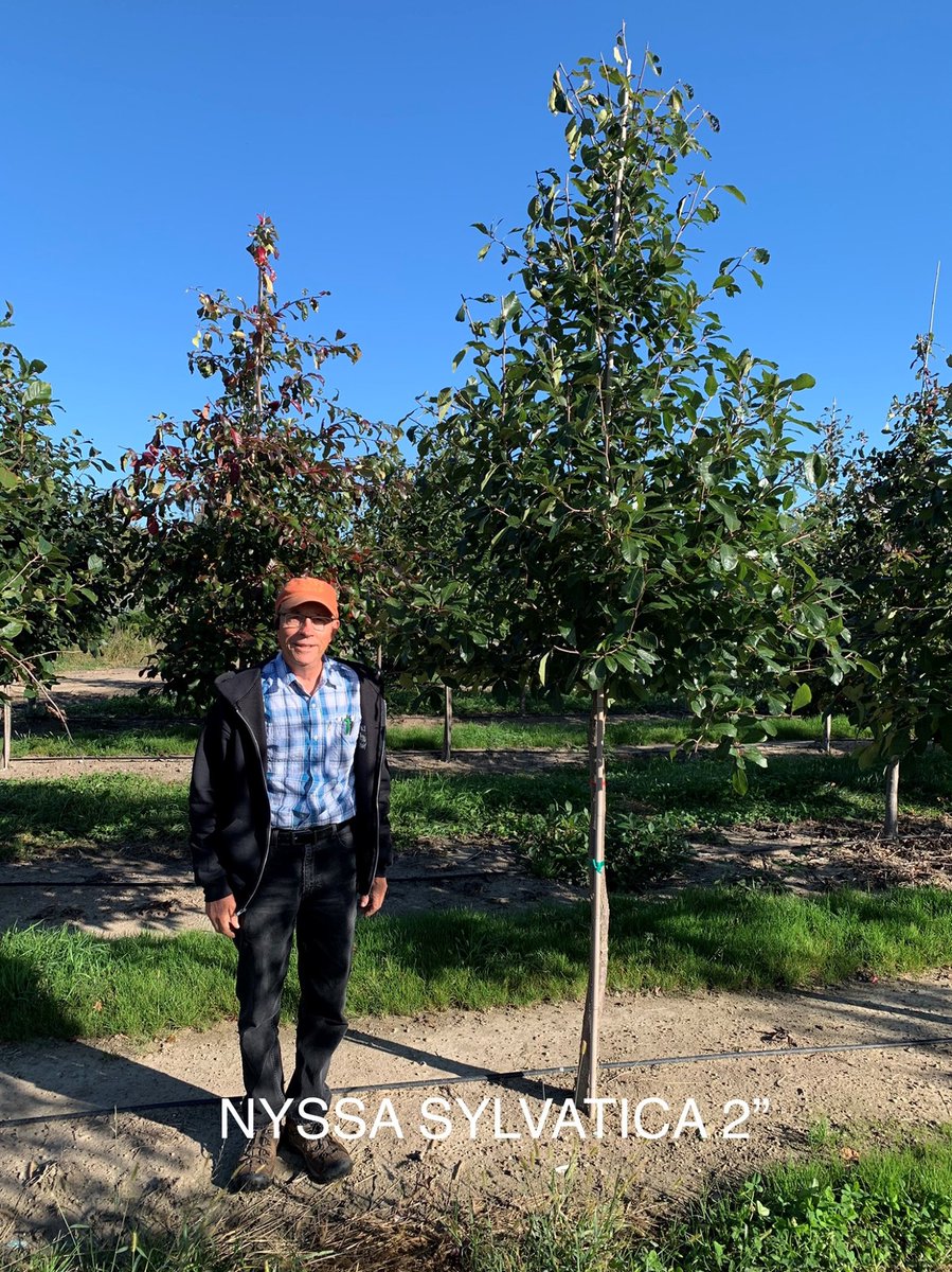 Nyssa Sylvatica has a spectacular fall color and is a very popular native tree. Prunus snow fountain makes a beautiful centerpiece. With cascading branches and delicate white flowers in spring, it is a showstopper!