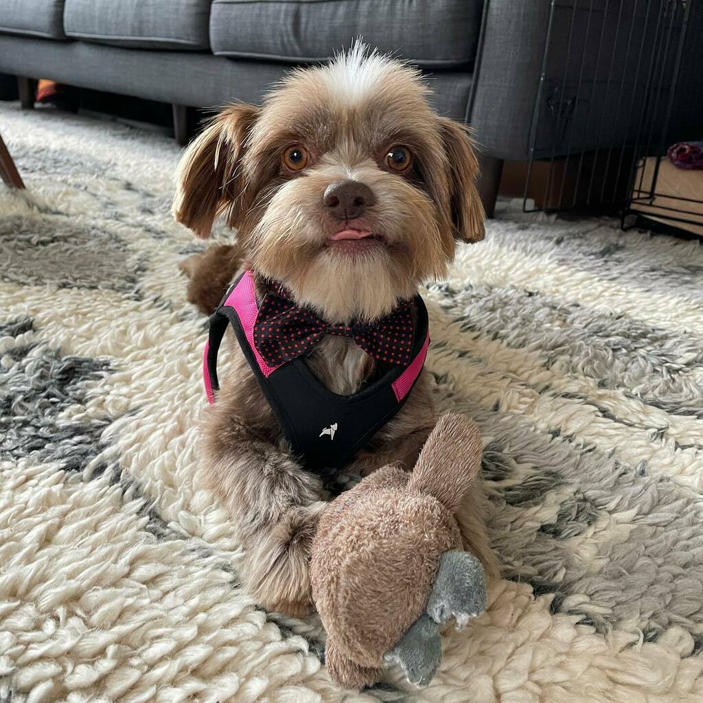 nigelpetrie's tweet photo. Hello! My name is Otto. Full name: Herr Otto von Byers. I was pulled from a high-kill shelter in Georgia and brought to the DMV by @k9lifesavers. That’s really all Mom and Dad know about me. I’m estimated to be 1-2 years old but still have lots of puppy … https://t.co/Fy1uibhwja https://t.co/G0Z9GQaySG