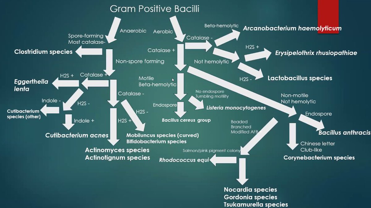 TheNachDoc's tweet photo. I *guess* the Gram positives are important too 😏 https://t.co/6F6gMXLRgY