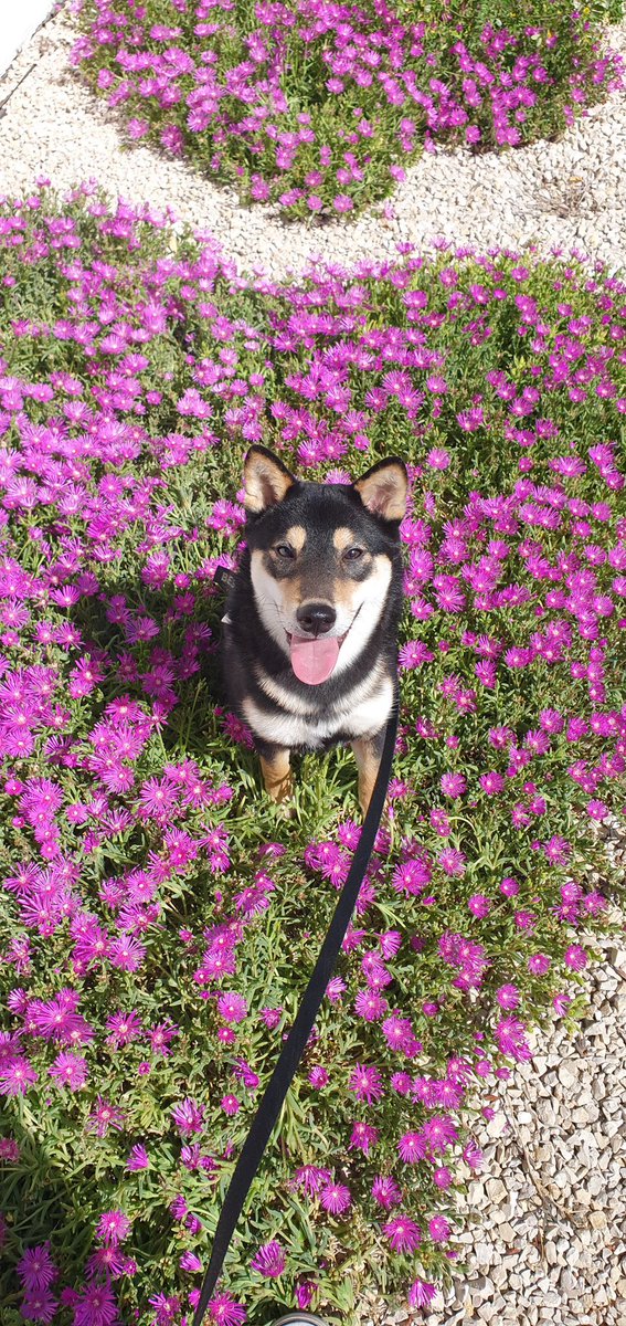 send your pet tweet media