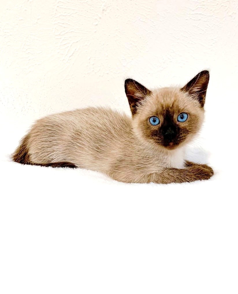 royal canin siamese cat food shortage Kyung Heinz