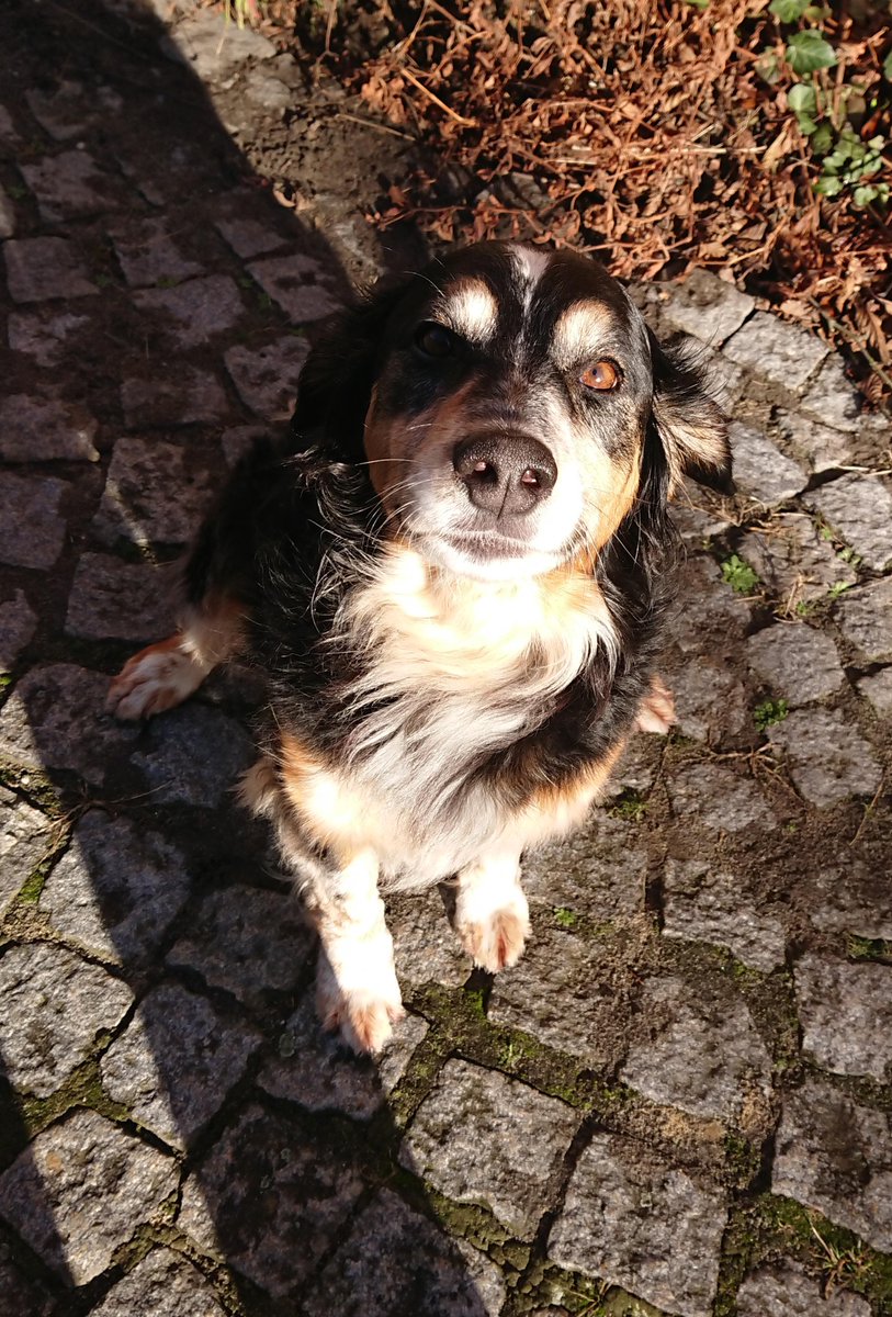 Dogs of the Internet tweet media