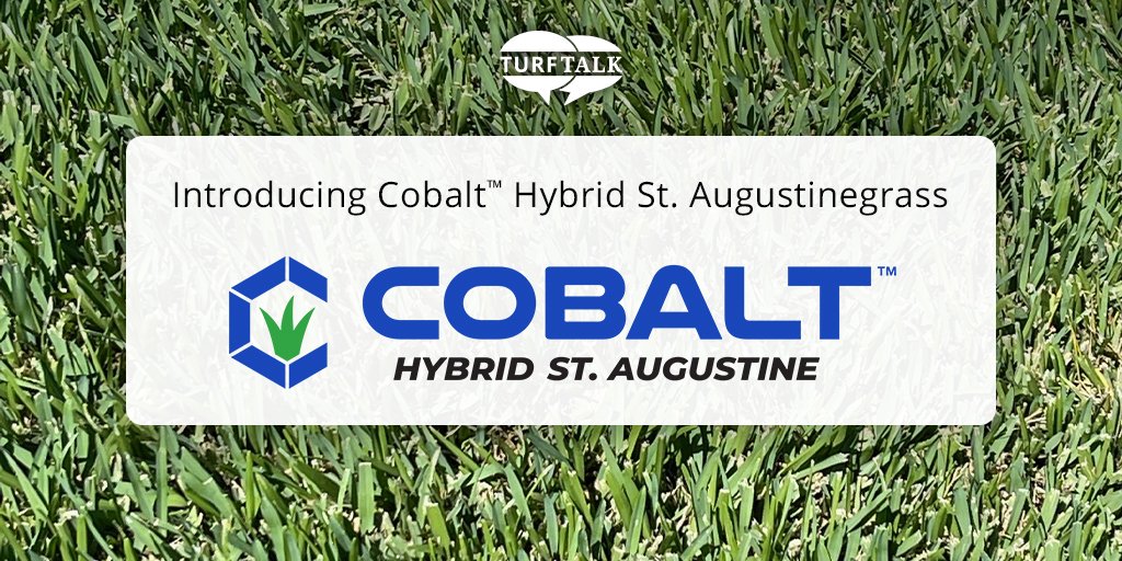 Sod Solutions (@sodsolutions) on Twitter photo After nearly 20 years of research and development, <a href="/txextension/">Texas A&M AgriLife Extension Service</a> & turfgrass breeder Dr. <a href="/ChandraAmbika/">Ambika Chandra</a> have officially released Cobalt™ Hybrid St. Augustinegrass. Learn why Cobalt will change the industry's view on St. Augustinegrasses:loom.ly/5XLPdOU
#CobaltStAugustine After nearly 20 years of research and development, <a href="/txextension/">Texas A&M AgriLife Extension Service</a> & turfgrass breeder Dr. <a href="/ChandraAmbika/">Ambika Chandra</a> have officially released Cobalt™ Hybrid St. Augustinegrass. Learn why Cobalt will change the industry's view on St. Augustinegrasses:loom.ly/5XLPdOU
#CobaltStAugustine