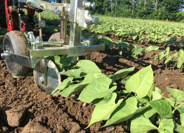 CornellIPM's tweet photo. #TBT  The more the better! Bryan Brown, NYSIPM integrated weed management specialist, discusses how every aspect of farm management can disadvantage weed seeds and weed seedlings. Check out his 2021 blog post to learn more: 
https://t.co/KxvWNXdGbo
#weeds #MechanicalControl #IPM https://t.co/YHedtS2GSs