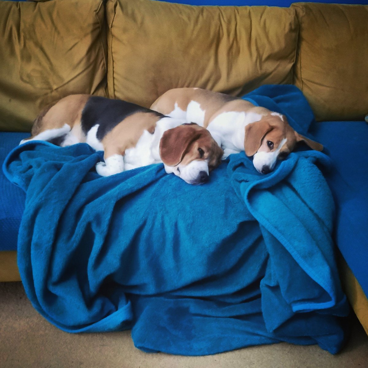 tiggtag's tweet image. Post-dinner nap time

#Beagles #sofasnuggles #NapTime #ItsAHardLife