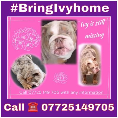 #NewProfilePic
One year ago IVY was #Stolen 
STILL MISSING 💕
TONIGHT 20/1/22 
8-9pm a TWITTERSTORM has been organised to try 
#BringIvyHome 💕
Please join in #BulldogsofTwitter 

facebook.com/groups/stoleni…