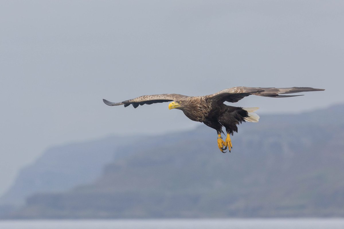 The bird in flight vlog is now out. Quite a techy film but hopefully useful. Ian youtu.be/kxw69034_4w <a href="/marinelifeangus/">Marine Life Angus</a>  <a href="/mullcharters/">Martin Keivers</a> <a href="/OutdoorPhotoMag/">Outdoor Photographer</a>  <a href="/BBCOutofDoors/">Out of Doors</a>