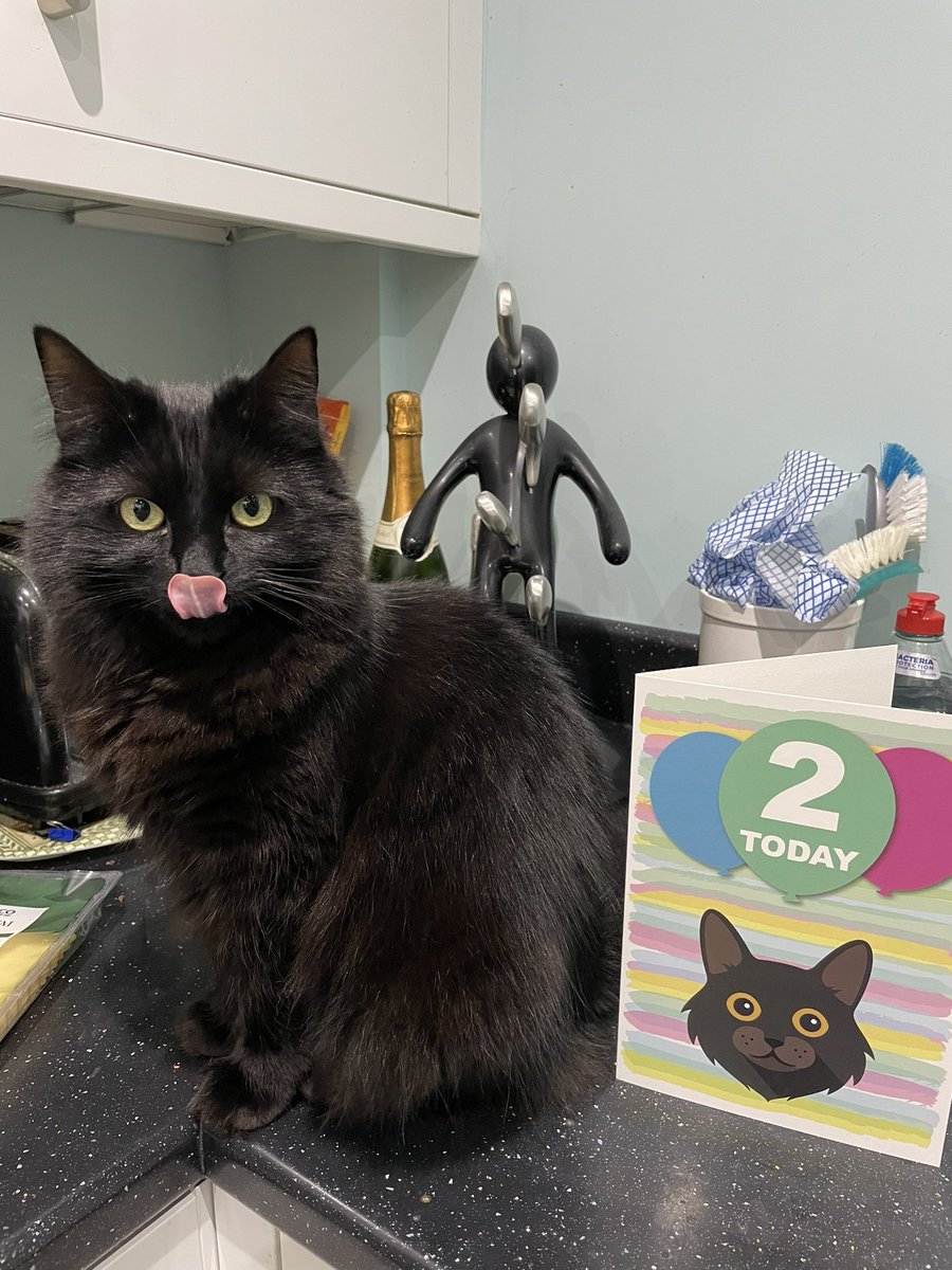 Jaxcross69's tweet image. It’s my Birthday today &amp;amp; I am 2!!!  I had some yummy ham at breakfast &amp;amp; a new toy &amp;amp; lots of loving from my hoomans! It’s been a good day! #CatsOfTwitter #birthdaygirl #BlackCat