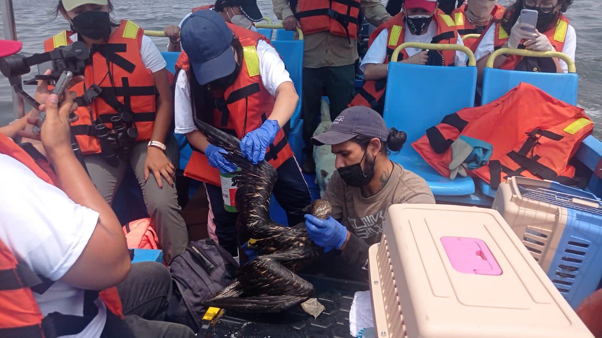 Un equipo de <a href="/SERNANP/">SERNANP</a> llega a la zona del derrame para limpiar a un grupo de aves afectadas por el derrame de petróleo en #Ventanilla. <a href="/OEFAperu/">oefaperu</a> <a href="/MinamPeru/">Ministerio del Ambiente 🇵🇪♻️</a> <a href="/SerforPeru/">Serfor Perú</a>