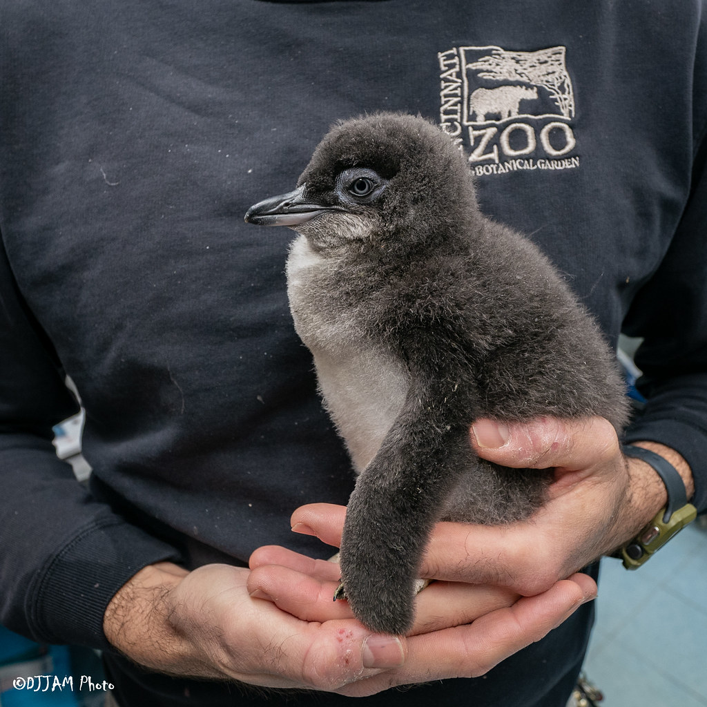 CincinnatiZoo's tweet photo. Happy Penguin Awareness Day! Learn more about little penguins like Rose: https://t.co/C544PTJt8c 🌹🐧 https://t.co/o6YjipOQEw