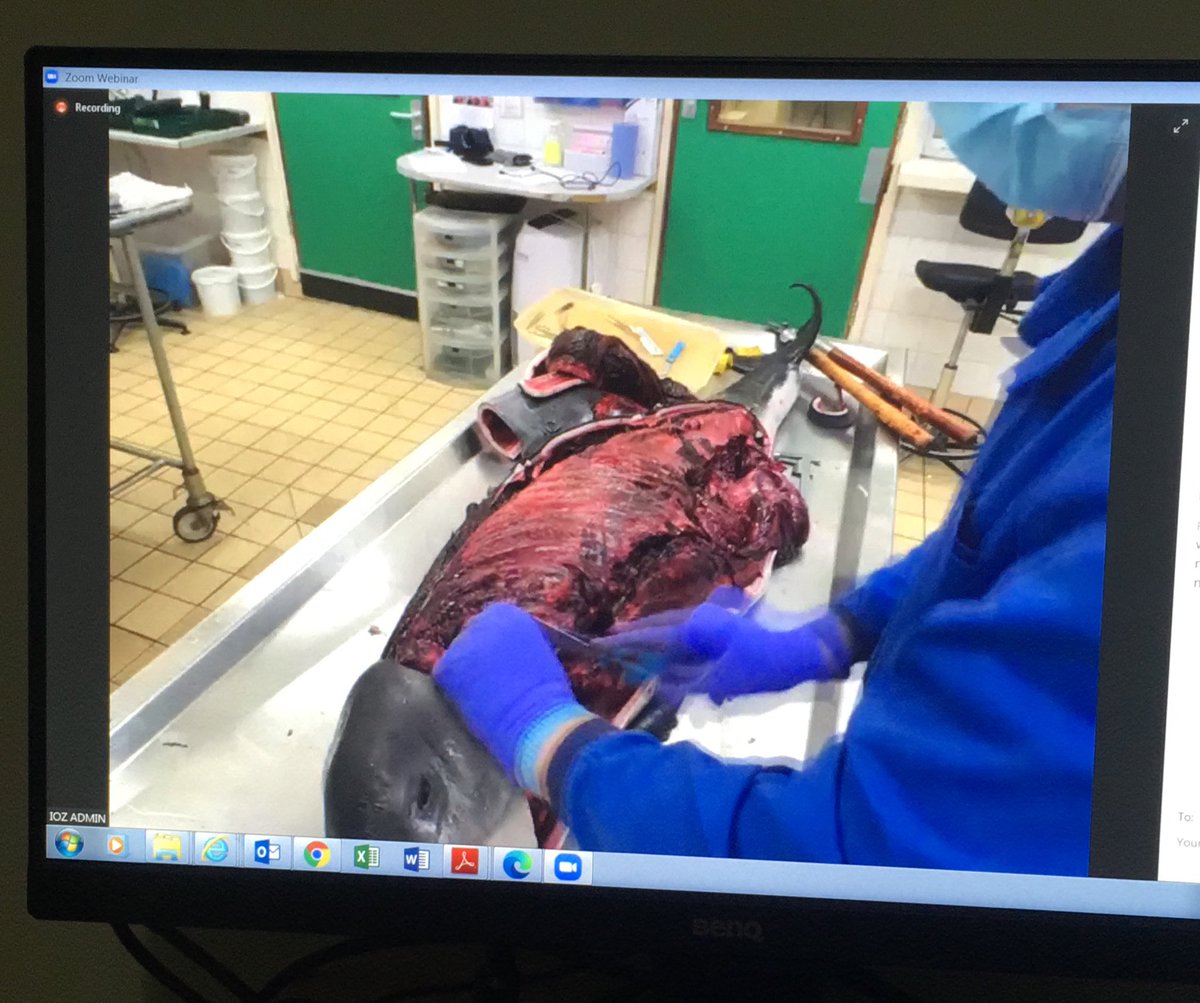AtCrooky's tweet photo. Great way to spend a Thursday evening. Watch a live stream of a harbour porpoise dissection by @strandings_man &amp; @Perkins16Matt from CSIP #CSIP #BDMLR #cetecean https://t.co/fAqbTXMw92