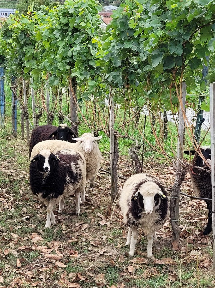 kwittauer's tweet photo. https://t.co/lTTXOo8BVT #austrianwine #kwselection #weingutsteininger #loisium https://t.co/DhKVPc8ryn