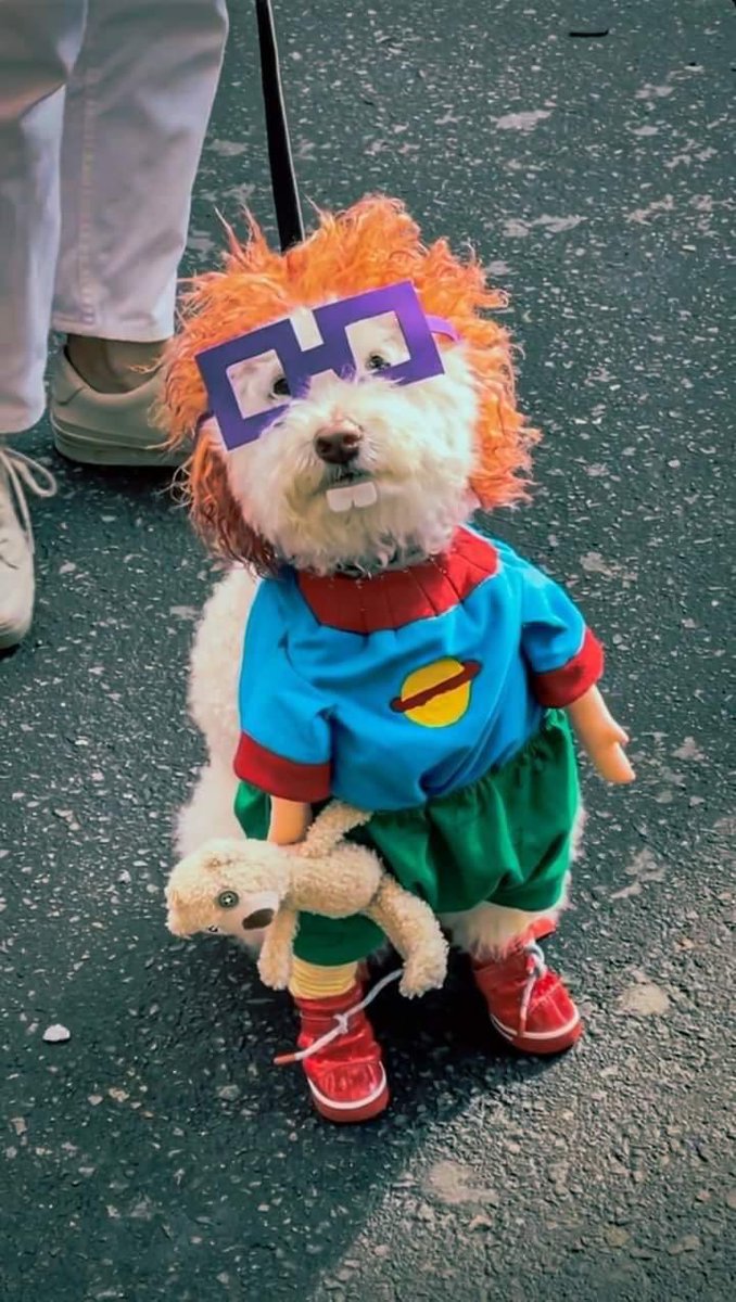 DiloConPerritos tweet picture