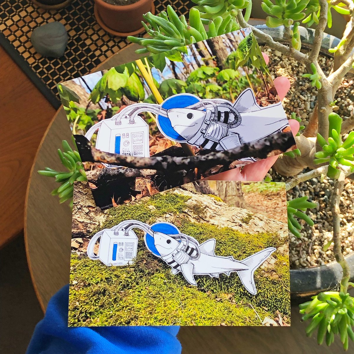 In May 2020 I took my little scuba shark on an adventure. I showed them my favorite trees, all the lovely moss, and these strange canopy leafy plants that acted as a perfect umbrella for my little friend. ❤️
-
#ScubaShark #SharkArt #SharkAdventures #ArtInNature