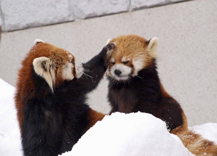 RedPandaEveryHr's tweet image. 