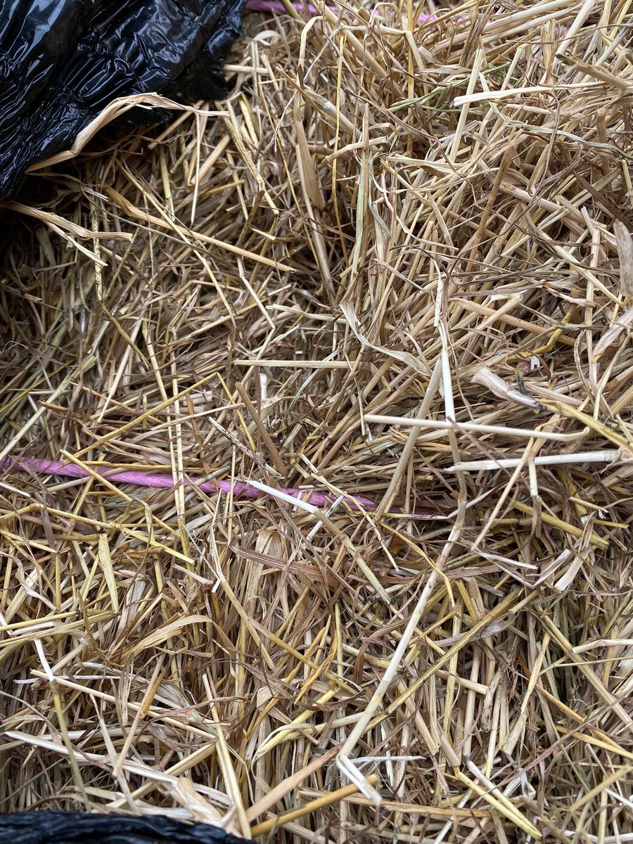 Hesstonbaler's tweet photo. FOR SALE - 280 4x3 Wrapped #haylage bales - first year ley first cut. Located north of #Cambridge #feed #fodder #livestock #farming #ForSale #horse #equine please RT https://t.co/VRRu3F1HAp