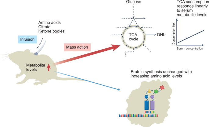 NatMetabolism's tweet photo. Online now! Metabolic balance—a masterclass in mass action https://t.co/CWYyopPWKH https://t.co/TUS3T8tH0a