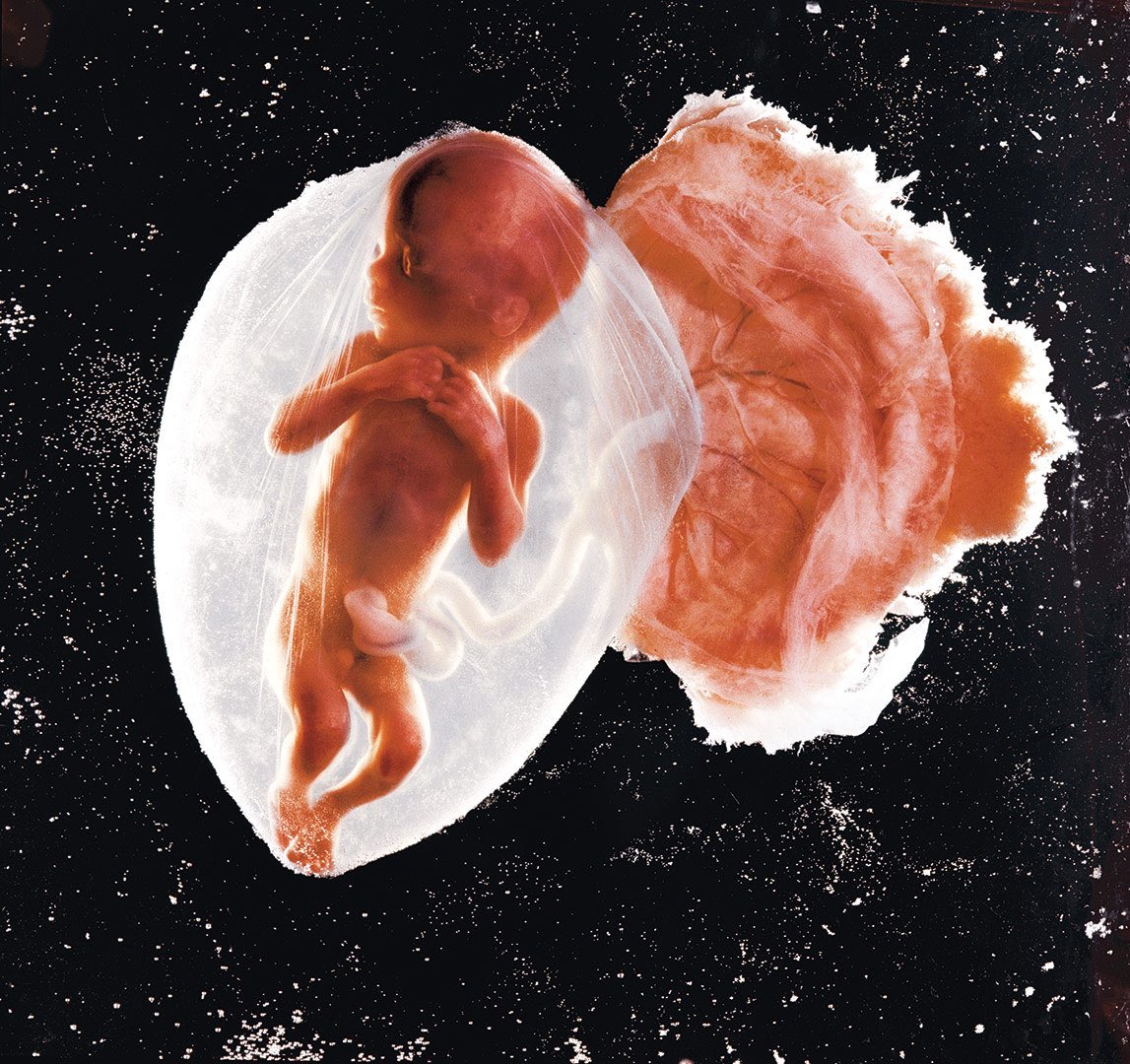 alchimistfr's tweet photo. "The Drama of life Before Birth" réalisé en 1965 par le suédois Lennart Nilsson. 

Premier à avoir photographié l’embryon humain, Nilsson a permis aux médecins et futurs parents de découvrir les différentes phases de son développement. https://t.co/RRPZGckKjv
