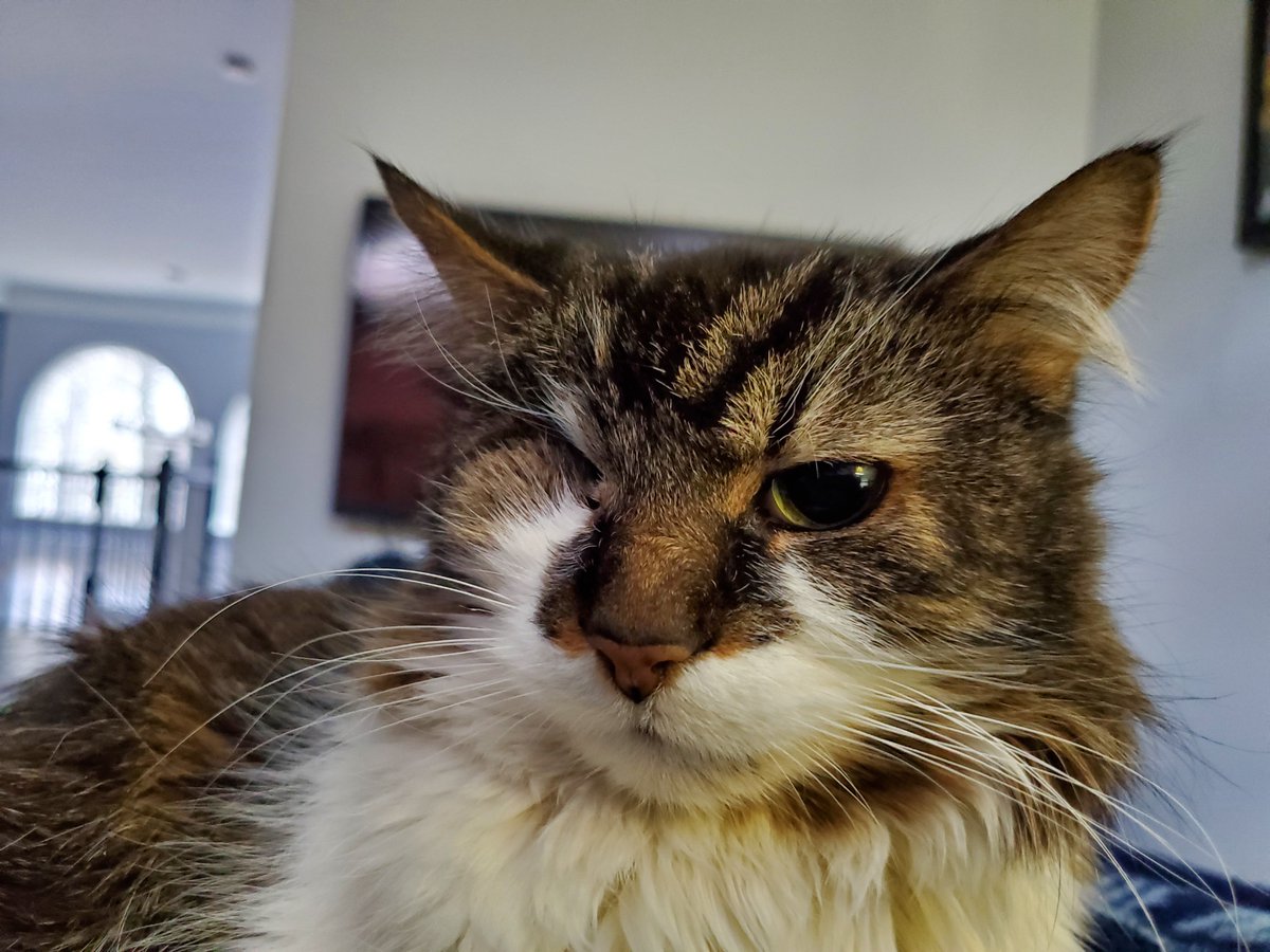 1eye2floofy's tweet photo. waiting for pets... https://t.co/aMwtp4Nr9l