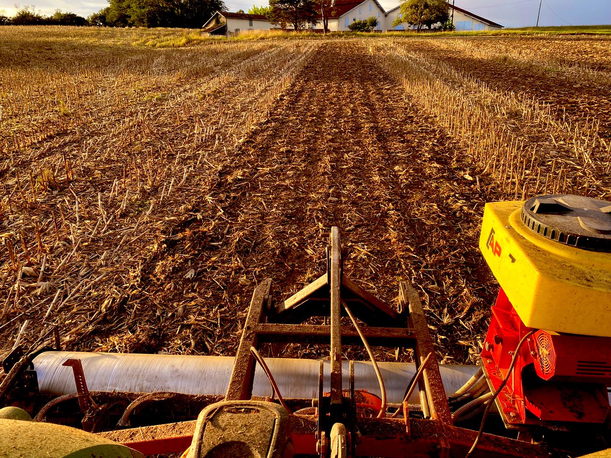 BonaHoun640's tweet image. Différences de précédents culturaux gommées après 4 mois.
Post #couvertvégétal estival 🌱
Post 🌽 
Post 🌻 
A voir lequel sera le plus bénéfique pour les futurs #SD 🌽 
#ACS
#FrAgTw