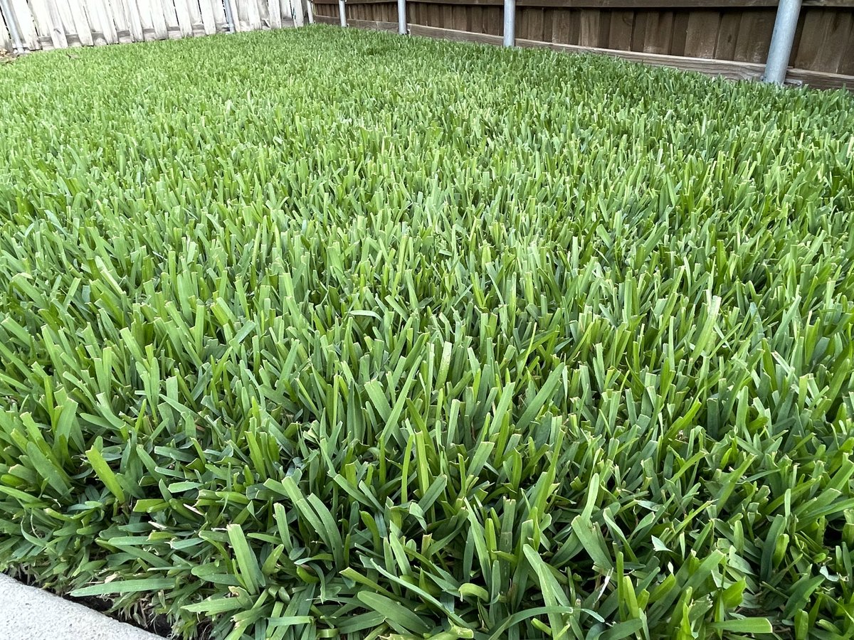 TurfBlade's tweet image. Just found out #Cobalt is in the back yard…good dark green color and barely watered it all summer! Going to be a great grass for Texas and beyond! @txextension @ChandraAmbika @hairyligule21