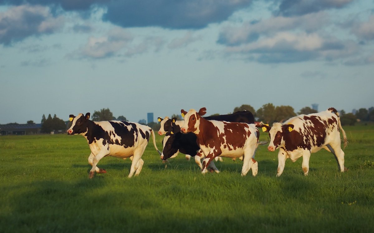 cowsjpg🐄 (@cowsjpg) on Twitter photo 