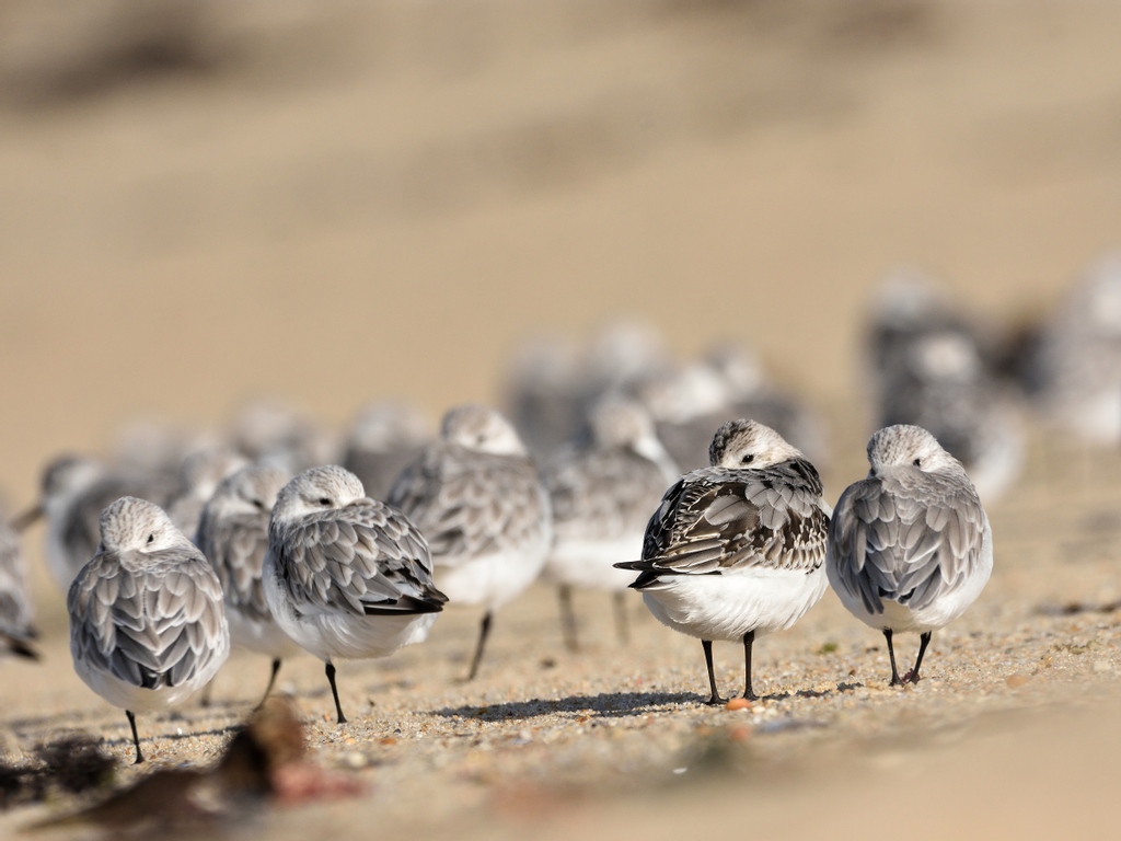 spea_birdlife's tweet photo. Esta semana no Arenaria os nossos voluntários observaram aves como o pilrito-escuro, pilritos-das-praias e rolas-do-mar!
🌊 https://t.co/bZ6P8va4PQ
📸 @p_r_martins
@EUsolidarityCor
@A_Spin
#avesdeportugal #birdwatching #volunteer #givingbacktonature https://t.co/azjDiGtxEq