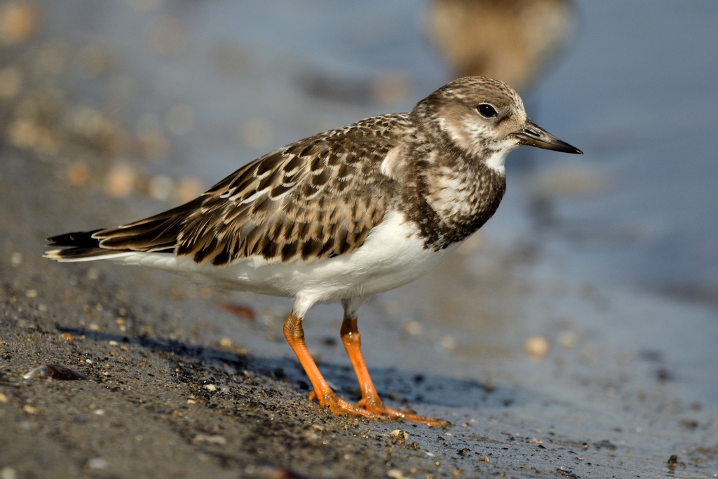 spea_birdlife's tweet photo. Esta semana no Arenaria os nossos voluntários observaram aves como o pilrito-escuro, pilritos-das-praias e rolas-do-mar!
🌊 https://t.co/bZ6P8va4PQ
📸 @p_r_martins
@EUsolidarityCor
@A_Spin
#avesdeportugal #birdwatching #volunteer #givingbacktonature https://t.co/azjDiGtxEq