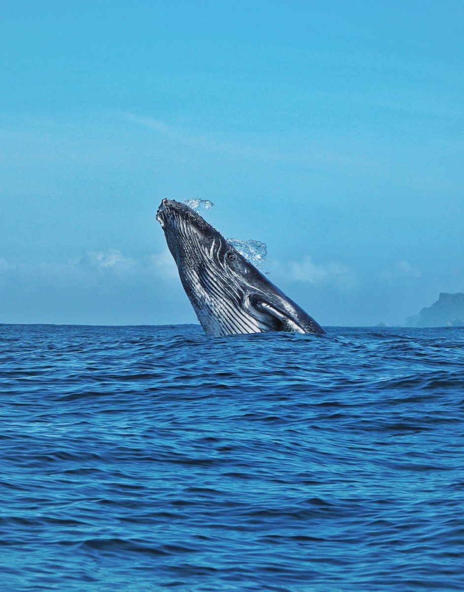 3 yıl önce böyle bir şey çekmiştim, unutmuşum. Cepte para bulmuş gibi hissediyorum şu an :) mekan: kosta rika