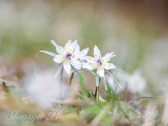 Shinsyu Photo セツブンソウ 長野県上伊那郡辰野町 過去の画像です 節分草は キンポウゲ科セツブンソウ属の多年草です この名前は この花が節分の頃に花を咲かせる事から付けられました 花言葉 微笑み 光輝 気品 人間嫌い T Co