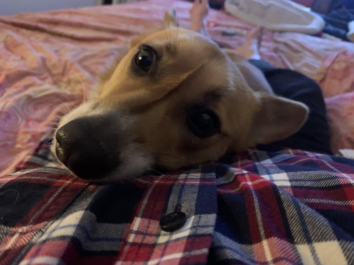 Dogs of the Internet tweet media