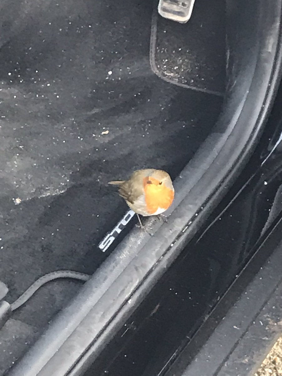 MGAlfaSpider's tweet photo. @NTCroome Opened my car door in the car park at Croome today and this little chap jumped in 🤷🏻‍♂️ https://t.co/7uyVfjfJKr