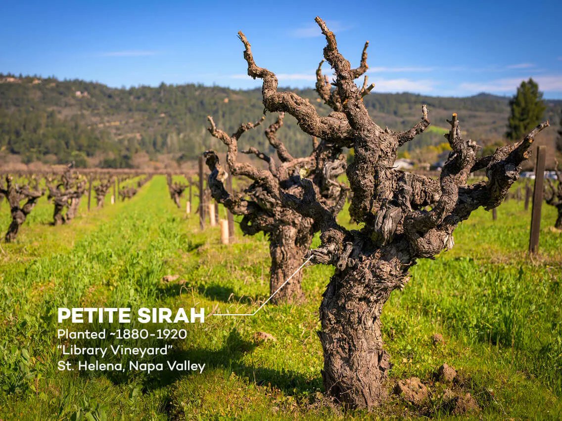 WineFolly's tweet photo. What is it about old vine wines that’s so special? Let’s explore some of the theories about aging vineyards and why they’re so rare. 

https://t.co/SvrSAdPj54

#lodi #winegrowing #winemaking #winetips #wine101 https://t.co/Kagd5IWfI2