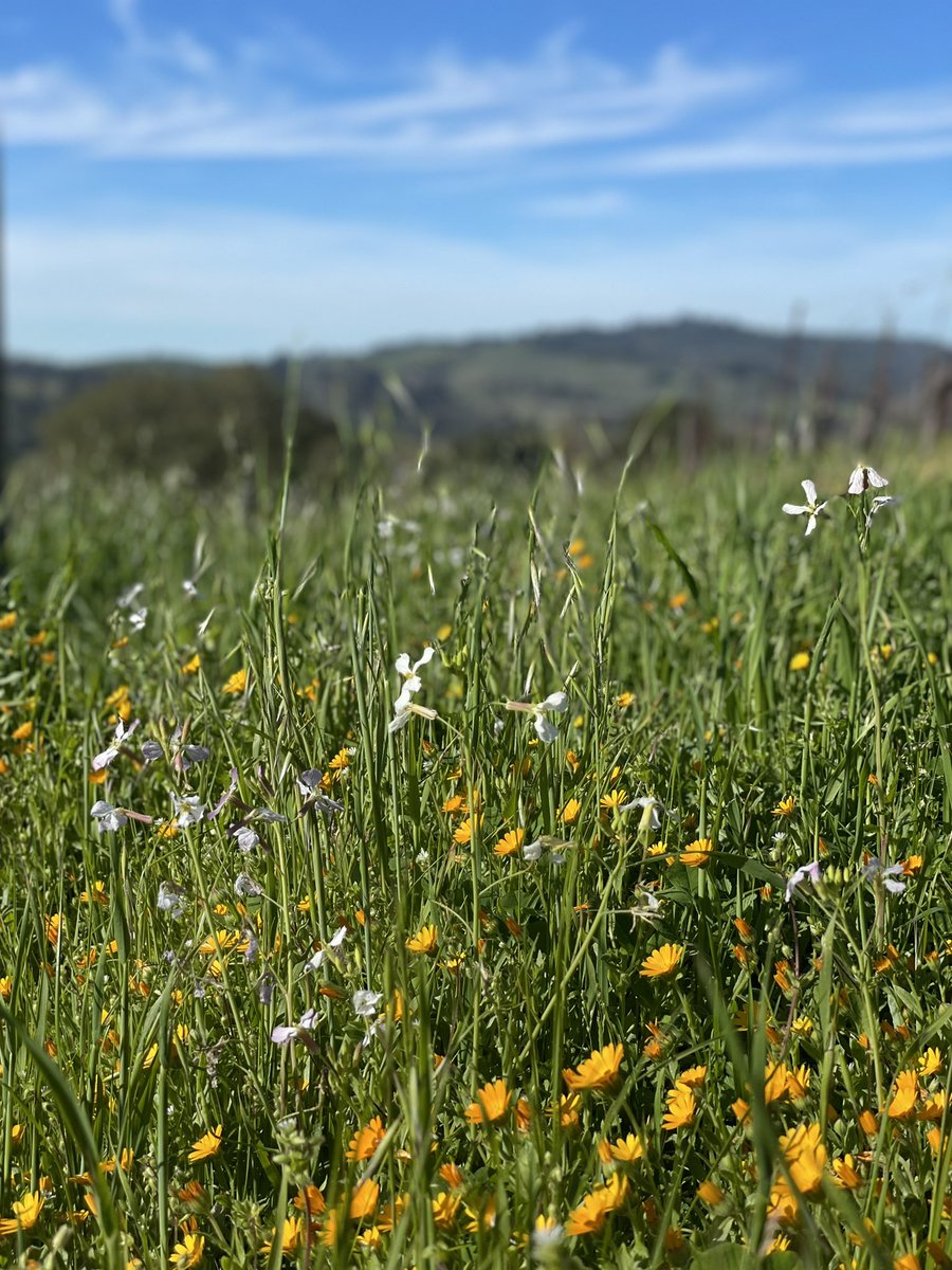 smithstorywines's tweet photo. A beautiful day here on the #sonomamountain AVA #smithstorywines #sauvignonblanc #sΓ©millon #syrah #organicfarming https://t.co/h2p8v2Di54