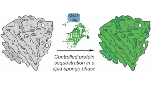 ChemBioChem's tweet photo. Controlling Protein Enrichment in Lipid Sponge Phase Droplets using SNAP-Tag Bioconjugation (Devaraj) @UCSDChemBiochem @CICAUDC @BioMemChem @Ales_Fracassi @RobertoJBrea https://t.co/as7hw6eFp5 https://t.co/xtagk3OAlS