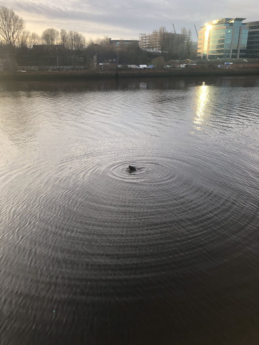 mmpegg's tweet photo. I love #Winterwatch wonder if my seal pic in the Tyne would cut the mustard 🤣 https://t.co/GkeO2FbeEd
