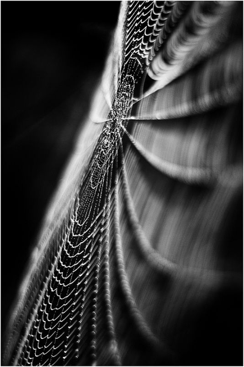 When spider webs unite, they can tie up a lion.
~Ethiopian Proverb