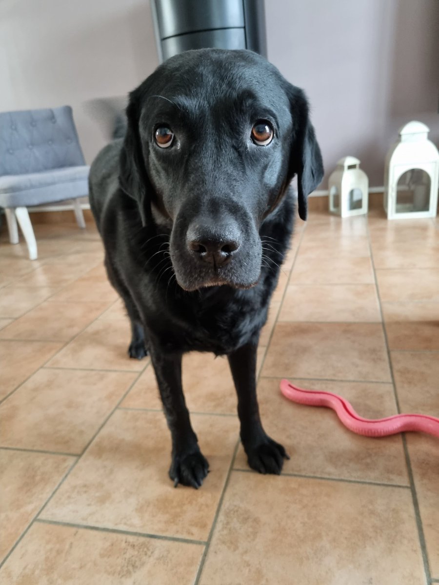 send your pet tweet media