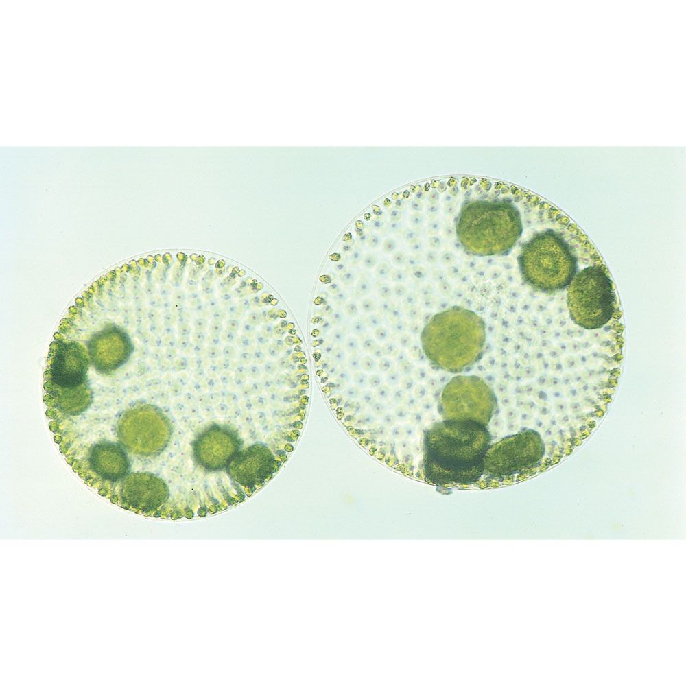 Ponder the O R B 🌿

(Volvox globator is one of the closest living relatives to plants!

 It's a colonial organism made up of cloned copies of itself: each "dot" is an individual organism called a zooid! It can create new colonies sexually or asexually.)