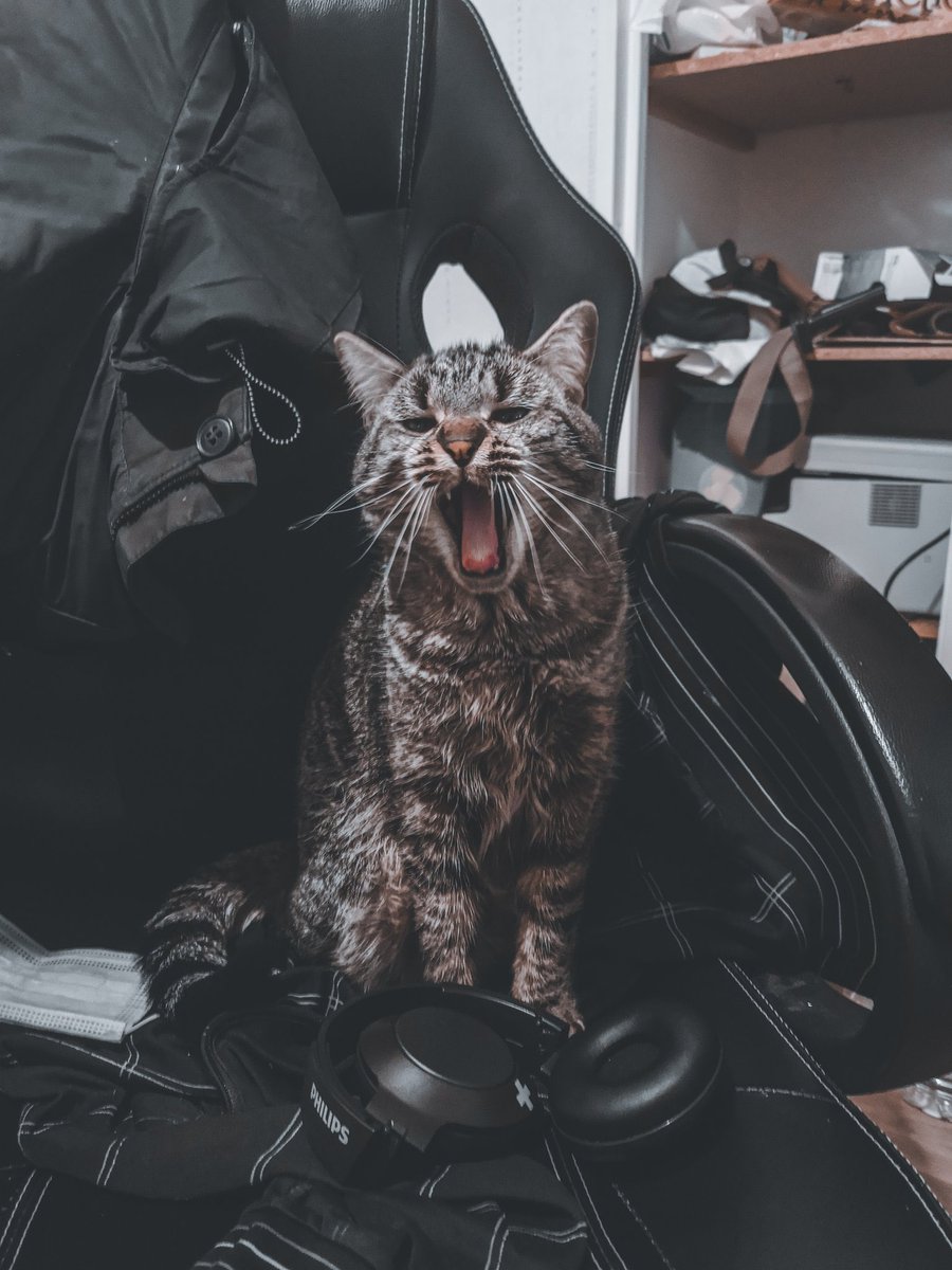send your pet tweet media