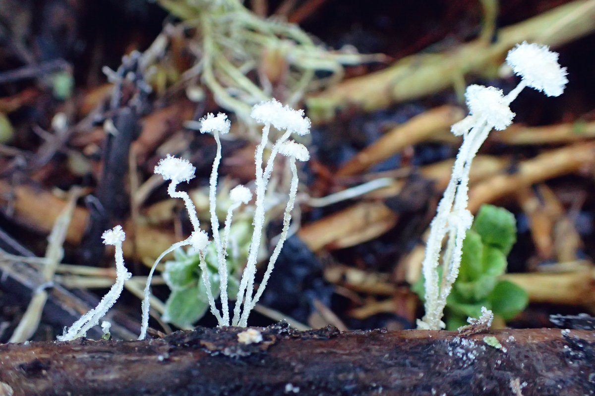 floodenheim's tweet photo. Some of this morning’s frosty fungi at the cressbeds. The gorgeous lil cyphelloid Calyptella campanula (2) was new to me. Cobalt Crust is spreading nicely on its single piece of chestnut paling. Scarlet Elfcaps are out early in large numbers on cut willow from 2 years ago #fungi https://t.co/YsMtqSfqWw