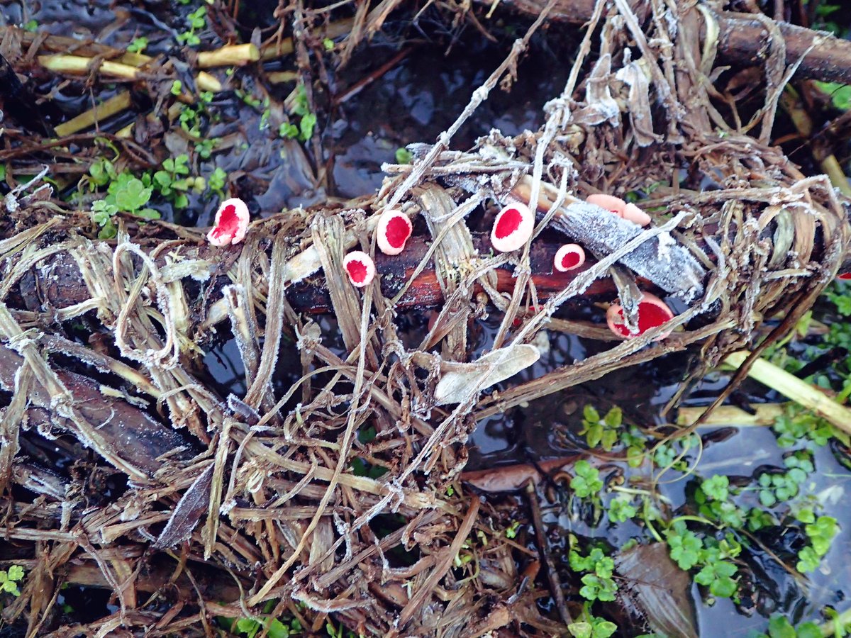 floodenheim's tweet photo. Some of this morning’s frosty fungi at the cressbeds. The gorgeous lil cyphelloid Calyptella campanula (2) was new to me. Cobalt Crust is spreading nicely on its single piece of chestnut paling. Scarlet Elfcaps are out early in large numbers on cut willow from 2 years ago #fungi https://t.co/YsMtqSfqWw